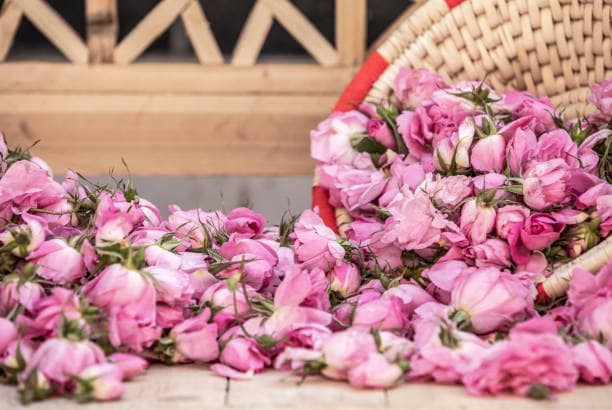 گل محمدی صورتی خوش رنگ در تهیه شربت و دمنوش سنتی